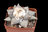 Ariocarpus retusus furfuraceus  d. 10 80.00 € 